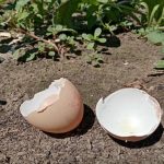 kako-obicne-ljuske-jaja-varaju-tlo-spora-istina-o-kalciju.jpg