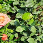 kako-uciniti-da-ruze-velicanstveno-cvjetaju-tajne-o-kojima-vrtni.jpg