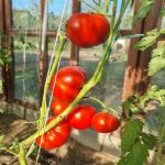 zasto-vam-se-paradajz-crveni-kod-susjedove-ograde.jpg